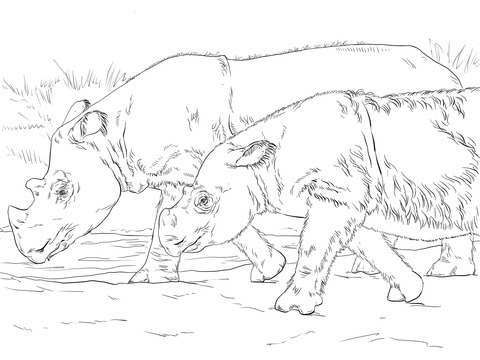 Sumatran Rhinos Coloring Page